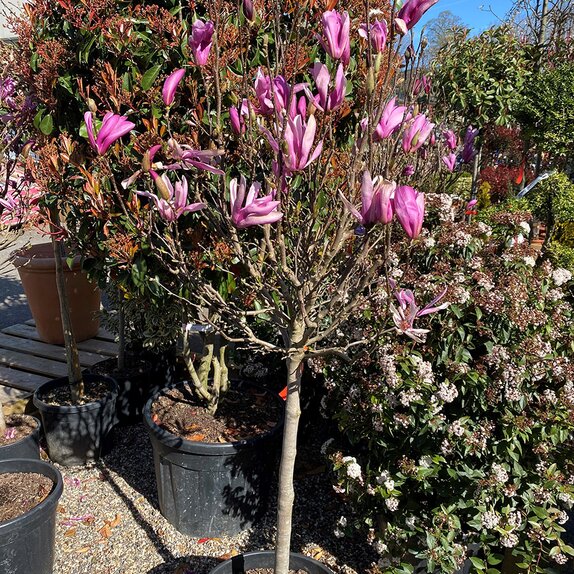 Magnolia Susan Specimen Half Standard - image 1