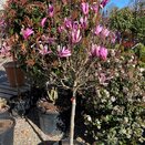 Magnolia Susan Specimen Half Standard - image 1