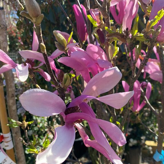 Magnolia Susan Specimen Half Standard - image 2