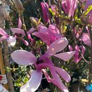 Magnolia Susan Specimen Half Standard - image 2