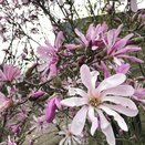 Magnolia X Loebneri Leonard Messel Specimen Plant - image 1