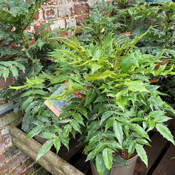 Mahonia media 'Winter Sun' - image 2