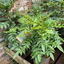 Mahonia media 'Winter Sun' - image 2