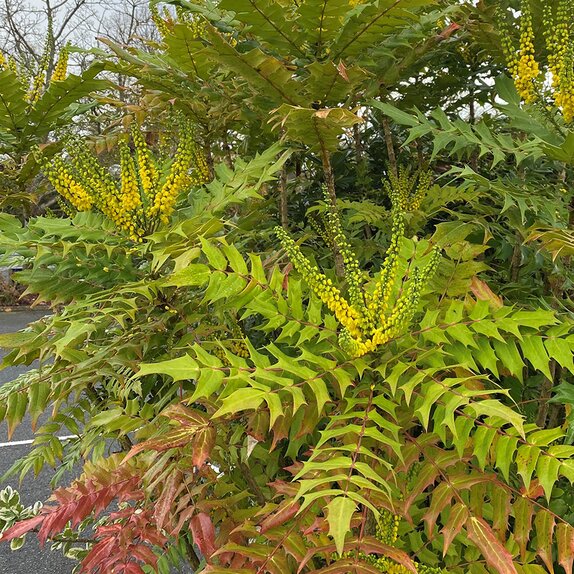 Mahonia media 'Winter Sun' - image 1