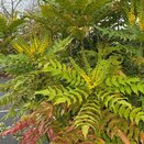 Mahonia media 'Winter Sun' - image 1