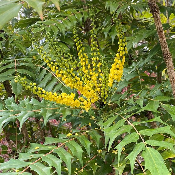 Mahonia media 'Winter Sun' - image 3