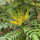 Mahonia media 'Winter Sun' - image 3
