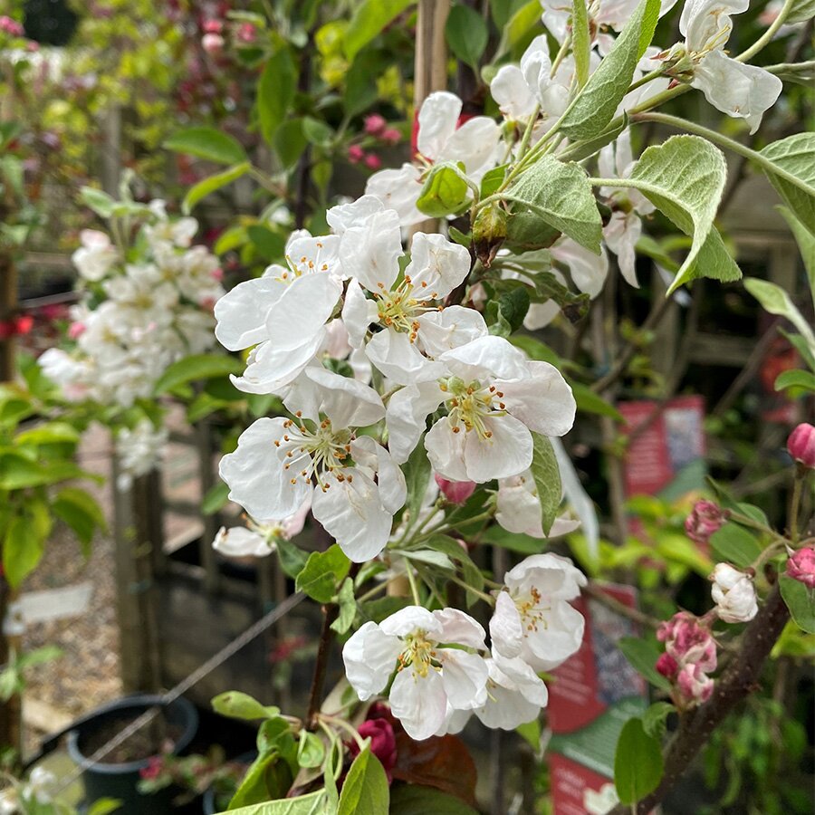 Malus Crab Apple Evereste Knights Garden Centres