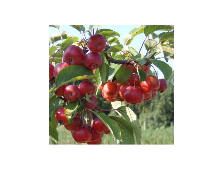 Malus Crab Apple Red Sentinel - image 1