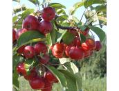 Malus Crab Apple Red Sentinel - image 1