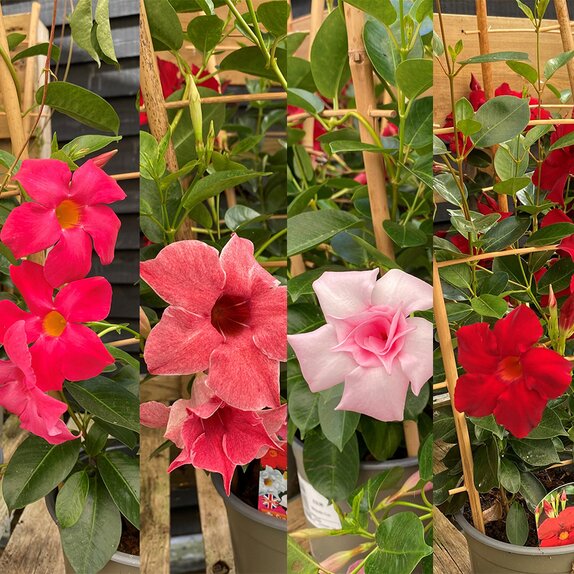 Mandevilla