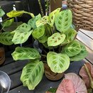 Maranta Golden Veins