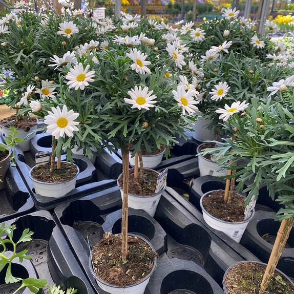 Marguerite Standard