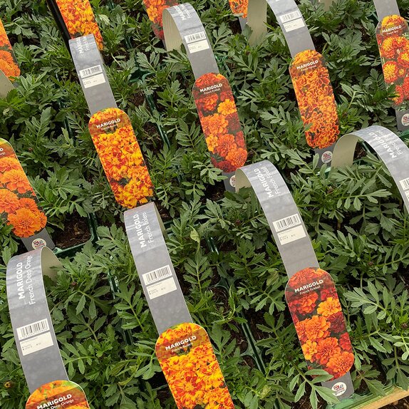 Marigold French Fireball 6 pack