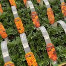 Marigold French Fireball 6 pack