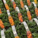 Marigold French Flamed 6 pack