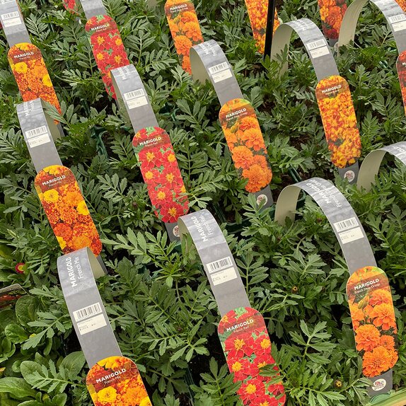 Marigold French Red 6 pack
