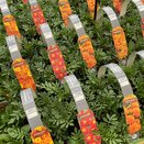 Marigold French Red 6 pack