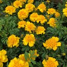 Marigold French Yellow 6 pack
