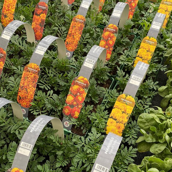 Marigold French Yellow 6 pack