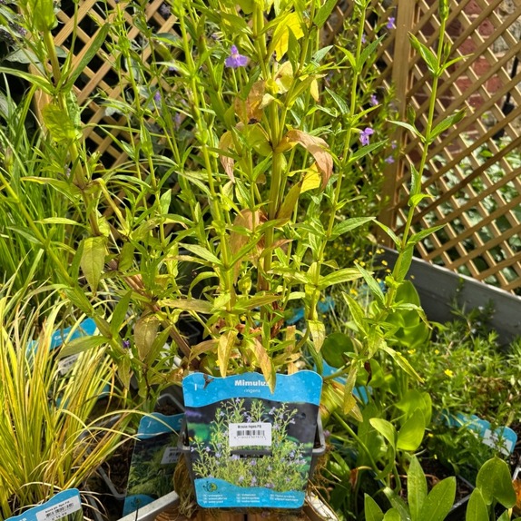 Mimulus Ringens - image 1