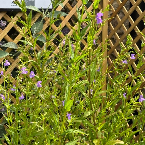 Mimulus Ringens - image 2