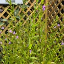 Mimulus Ringens - image 2