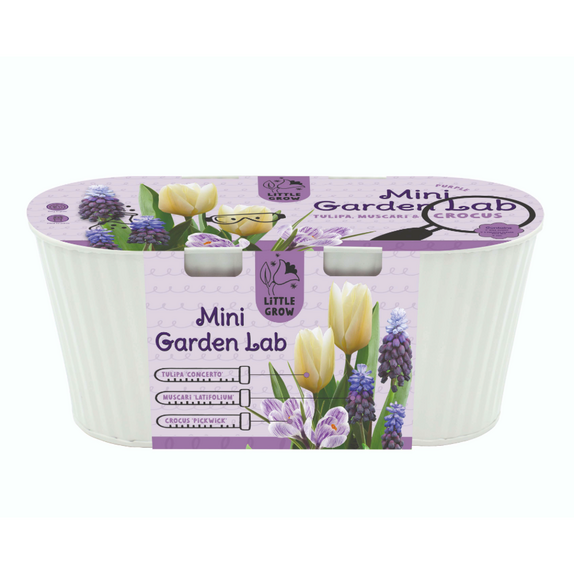Mini Garden Lab - Crocus Purple