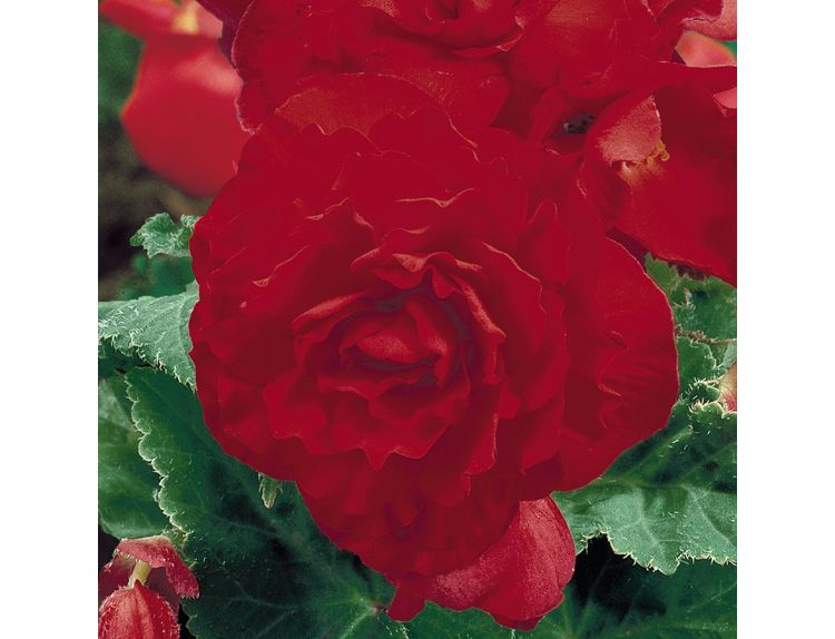 Mini Premium Starter Plant Begonia Nonstop Deep Red - image 2