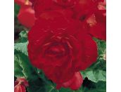 Mini Premium Starter Plant Begonia Nonstop Deep Red - image 2