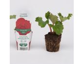 Mini Premium Starter Plant Begonia Nonstop Deep Red