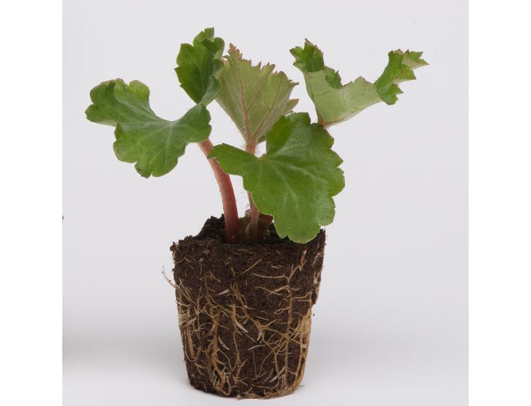 Mini Premium Starter Plant Begonia Nonstop White - image 1