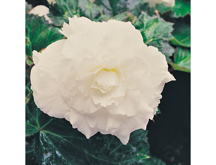 Mini Premium Starter Plant Begonia Nonstop White - image 2