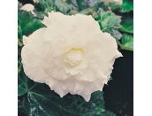 Mini Premium Starter Plant Begonia Nonstop White - image 2