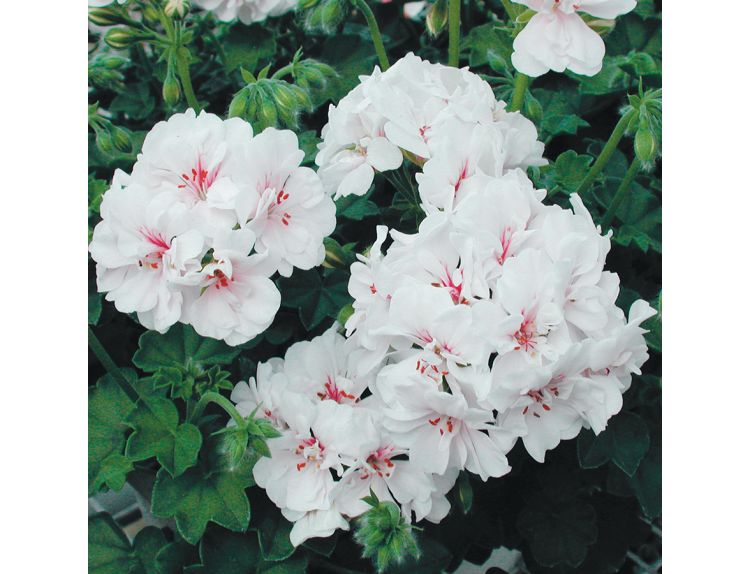 Mini Premium Starter Plant Ivy Geranium Blanche Roche - image 2