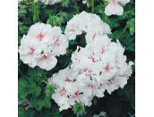 Mini Premium Starter Plant Ivy Geranium Blanche Roche - image 2