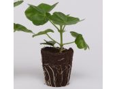 Mini Premium Starter Plant Ivy Geranium Decora Pink