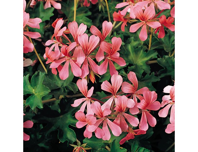 Mini Premium Starter Plant Ivy Geranium Decora Pink - image 2