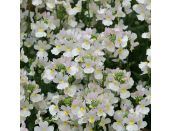 Mini Premium Starter Plant Nemesia Wisley Vanilla
