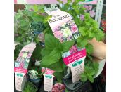 Mini Starter Collection Pack - Bridal Bouquet