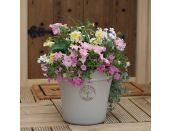 Mini Starter Collection Pack Bridal Bouquet - image 3