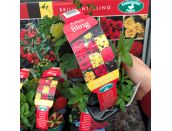 Mini Starter Collection Pack - Brilliant Bling