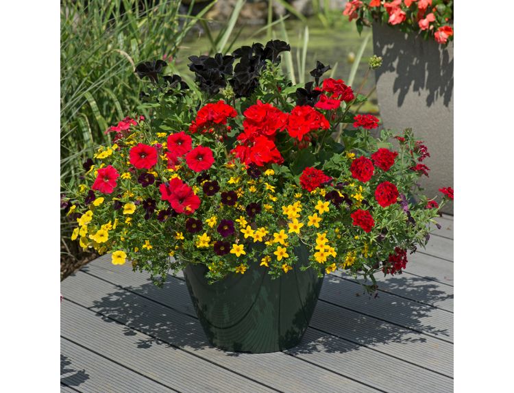 Mini Starter Collection Pack Brilliant Bling - image 3