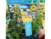 Mini Starter Collection Pack - Seaside Fun