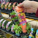 Mini Starter Collection Pack Tropic