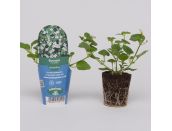 Mini Starter Plant Bacopa Snowflake