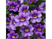 Mini Starter Plant Calibrachoa Cabaret Sky Blue