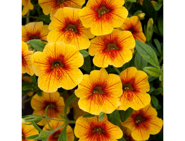 Mini Starter Plant Calibrachoa Can Can Sunrise