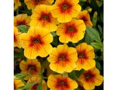Mini Starter Plant Calibrachoa Can Can Sunrise