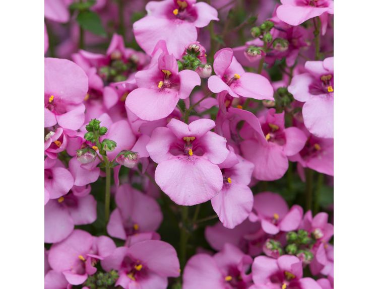 Mini Starter Plant Diascia Diamond Pink